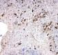 Anti-TRAF2 Antibody